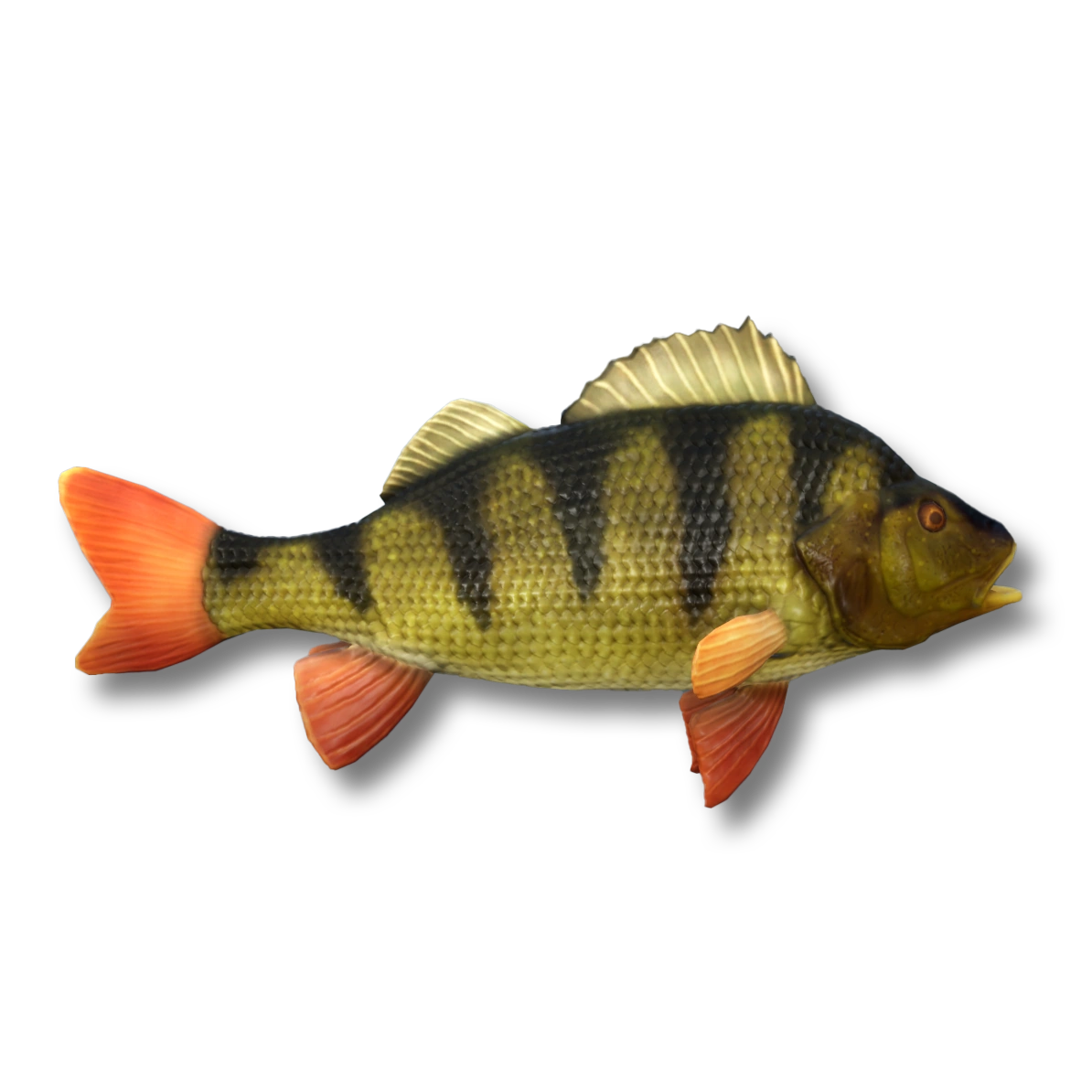 Perch