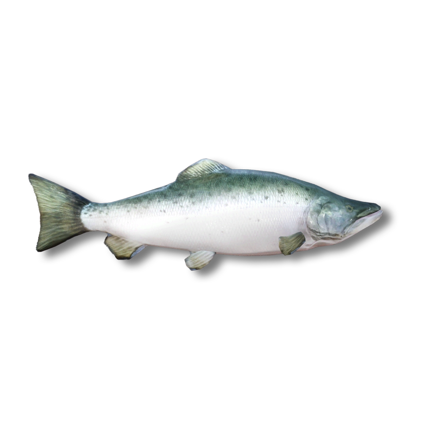 Salmon